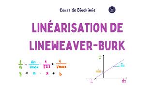 Linéarisation de LineweaverBurk  Enzymologie [upl. by Beckman6]