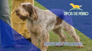 SPINONE ITALIANO  TIPOS DE PERRO [upl. by Yklam]