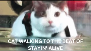 Cat Walking to the Beat of Stayin Alive by Bee Gees [upl. by Naed]