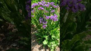 Wavyleaf Sea Lavender Limonium sinuatum [upl. by Squier]