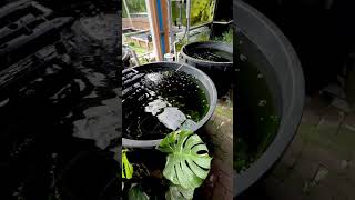 HYDROPONICS Vs AQUAPONICS paulstingray [upl. by Michaeu48]