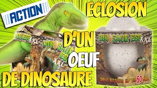 Oeuf de Dinosaure XXL à faire éclore de chez Action TRex 50 cm Super Héros et Compagnie Unboxing [upl. by Nueormahc]