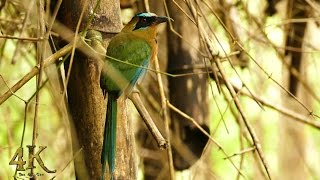 BlueCrowned Motmot spotted in Soberania National Park of Panama [upl. by Aivalf]