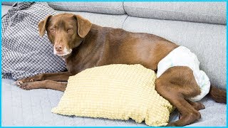 Top 5 Best Dog Diapers For Your Dog Comfort Reviews In 2024 [upl. by Ryley]