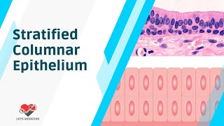 Stratified Columnar Epithelium [upl. by Gati]