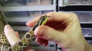 An Intro to Hognose Snakes Plus Easterns vs Westerns [upl. by Madalena]