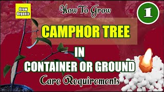 Most Ritualistic amp Divine Camphor  How To grow Camphor Tree in Container  Cinnamomum camphora [upl. by Hyps397]