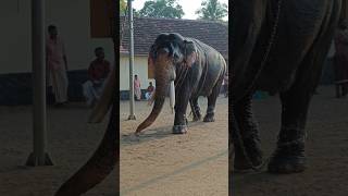 ഇതിന്റെ പാപ്പാൻ എവിടെയാണാവോ  😂 keraleeyan elephant aana [upl. by Fowle]