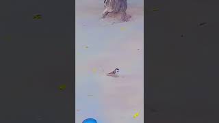 Birds eating time 🥰💯❤️viralyoutubeshortstrending [upl. by Nirag636]