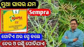 ମୁଥା ଘାସର ସମ୍ପୂର୍ଣ ନିୟନ୍ତ୍ରଣ Sempra Herbicide for nutgrass [upl. by Oigimer]