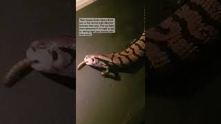 The Tiliqua animallover reptiles bluey skink pets livefeeding nature viralvideo shorts [upl. by Horter]