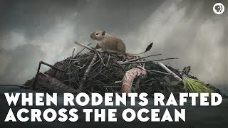 When Rodents Rafted Across the Ocean [upl. by Ralyt]