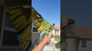 My militart macaw’s parrot practice flying macaw bird birds parrot pet pets animals aninal [upl. by Curry475]