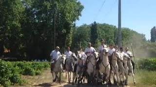 fête votive de St Seriès 2016 matiné du 25 06 2016 ferrade et longues [upl. by Linette]