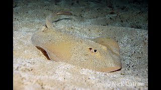 Common Stingaree  Trygonoptera testacea [upl. by Fortin]