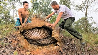 Horrified to discover a nest of giant king cobras that attack people on the top of the hill [upl. by Mccutcheon]