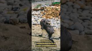 Nutria gigante  Un ganster de la naturaleza [upl. by Atem]