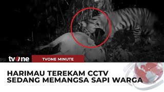 Geger Harimau Sumatera Kelaparan Sapi Milik Warga Ludes Dimakan  tvOne Minute [upl. by Ybbor616]