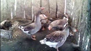 Cría de gansos nacemento parte1 Breeding goose  birth part 1 [upl. by Ecadnarb890]