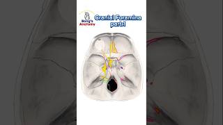 Cranial foraminaPart1 anatomy cranialnerves cranium bones nerve drawing medicalstudent [upl. by Dorr]