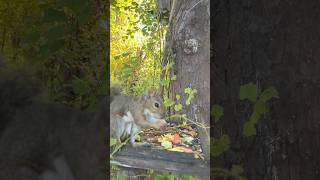 This Poor Squirrel Has a Botfly on the Back of His Head botfly squirrel botflyssuck [upl. by Nwahsiek757]