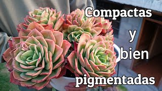 Super compactas y pigmentadas suculentas echeveria [upl. by Rabush]