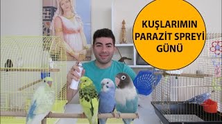 Kuşlarımın Parazit Spreyi Günü [upl. by Amalee]