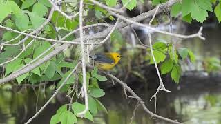 Prothonotary Warbler [upl. by Earazed]