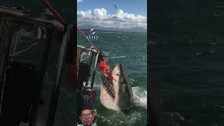 Big shark fishing whaleshark ocean sharkencounter sharklife [upl. by Natasha]