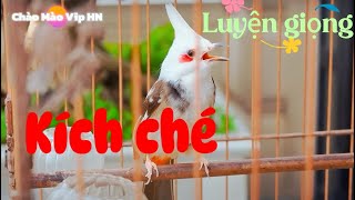 ❤️Chào Mào Vip Luyện Giọng Hay Kích Chim Bổi Luyện Giọng Hàng Ngày 🦜🦜Chào Mào Kích Ché Hót Cực Sung [upl. by Sheelah]