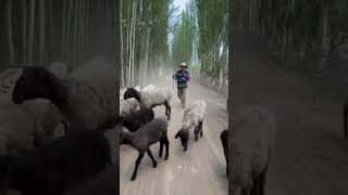 uyghur uyghurs freeuyghurs nasheed shorts [upl. by Hosea186]