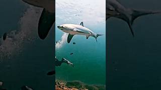 Thresher Shark or Longtail shark scubadiving [upl. by Runkle600]