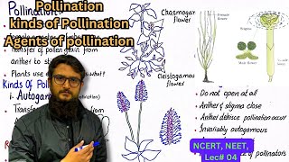 Pollination  Kinds of pollination  agents of pollination  class 12 [upl. by Anavlis]