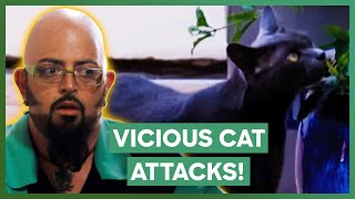 Jackson Galaxy Deals With A VICIOUS Cat Who Keeps Attacking People  My Cat From Hell [upl. by Groves]