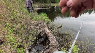 Beaver Dam Brook Trout [upl. by Ahsirek]