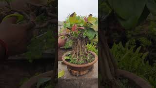 MANUAL DEFOLIATION OF BANYAN BONSAI [upl. by Haleehs]