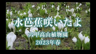 水芭蕉、すみれの花が美しい「六甲高山植物園」、朝ドラ「らんまん」牧野富太郎特別企画展開催中2023年4月 [upl. by Amora138]