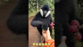 Black Crested Gibbon trending youtubeshorts funny shorts [upl. by Leggat]