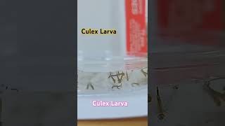 Culex Mosquito Larva mosquitolifecycle larva mosquitoeggs mosquitoreproduction [upl. by Persian]