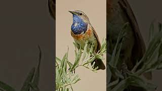 Mesmerizing Bluethroat Symphony A Birdsong Masterpiece [upl. by Irac]