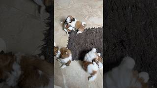 Everything You Need To Know About Shih Tzu Puppies [upl. by Adaline84]