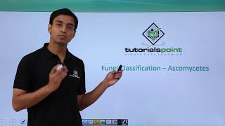 Class 11th – Fungi Classification – Ascomycetes  Biological Classification  Tutorials Point [upl. by Nole996]