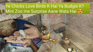 Ye Chicks Love Birds K Hai Ya Budgie K🤔 Mini Zoo Me Surprise Aane Wala Hai 😍 [upl. by Etteyniv]