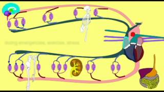 VASOCONSTRICTION DIRECTING BLOOD FLOW [upl. by Norine588]