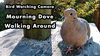 Bird Watching Camera  Mourning Dove Wandering Around [upl. by Swain]