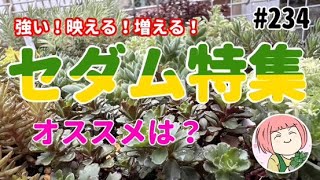 234【多肉植物】セダム特集：オススメセダムの種類は？初めてでも簡単に増やせる🌱雑？いいんです👌溶けても戻せる！ [upl. by Llemaj850]