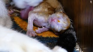 Newborn Kittens  She gave birth successfully  D [upl. by Lorrimor]