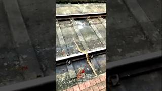 ദ ഹാർട്ട് ബ്രേക്ക് 💔 The Snake gets hit by A train indianrailways shorts train snake [upl. by Adas]