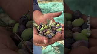 La raccorla delle olive per un olio speciale [upl. by Adivad956]