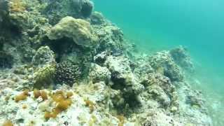 Parrotfish Feed on Algae [upl. by Fayth241]